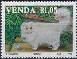 Persian (Felis silvestris catus)