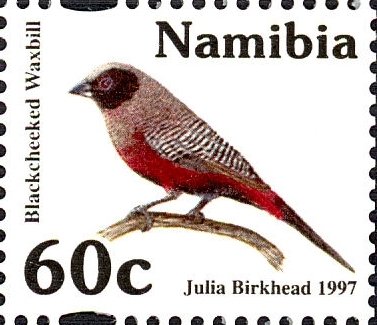 Blackchecked Waxbill (Estrilda charmosyna)