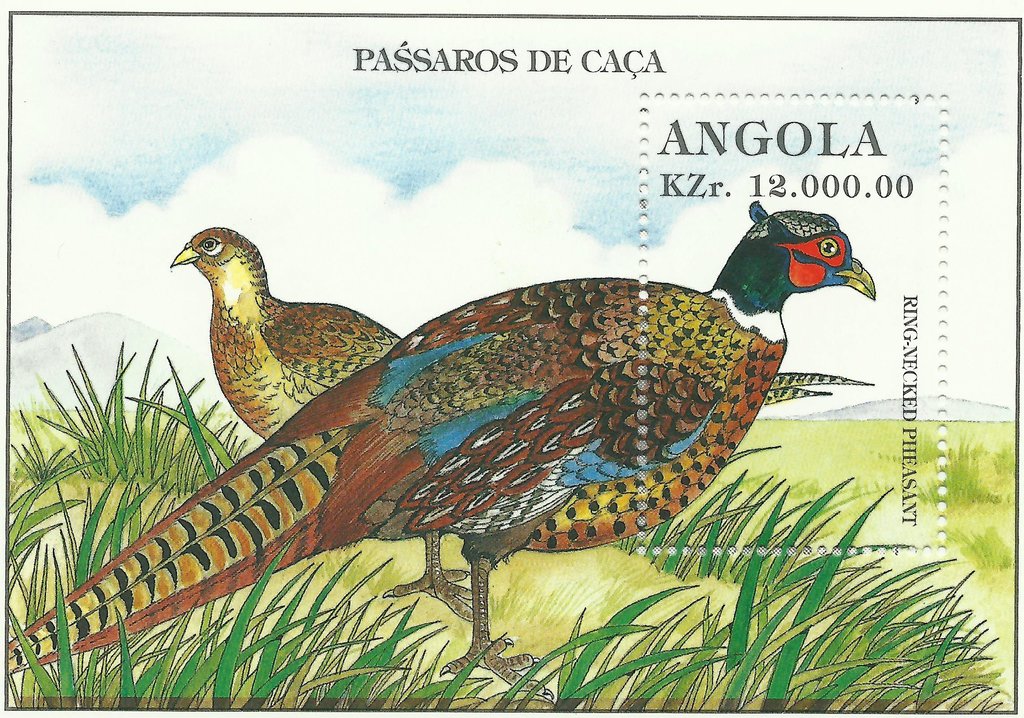 Common Pheasant (Phasianus colchicus)