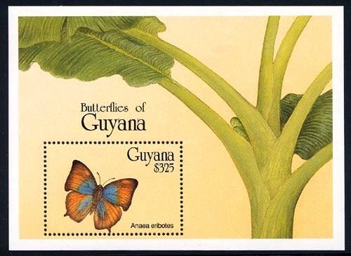Leafwing Butterfly (Anaea eribotes)