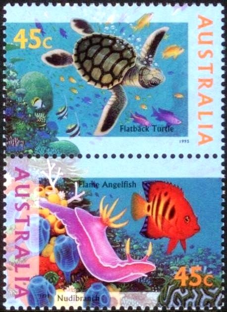 Flatback Turtle, Nudibranch, Flame Angelfish