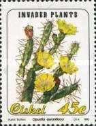 Invader plants: Opuntia aurantiaca