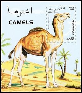 Souvenir Sheet, Dromedary (Camelus dromedarius), Afghanistan,  , Camels