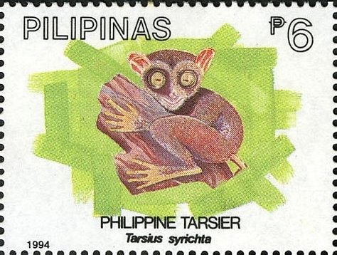 Phillipine Tarsier (Tarsius syrichta)