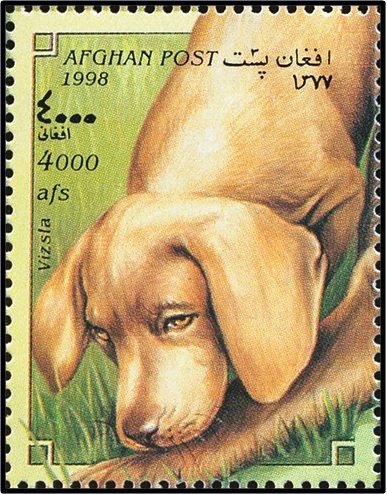Magyar Vizsla (Canis lupus familiaris)