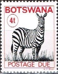 Zebra