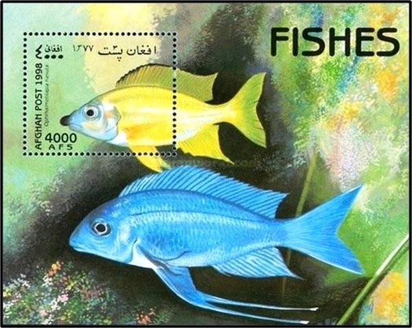 Gold Nasuta (Ophthalmotilapia nasuta)