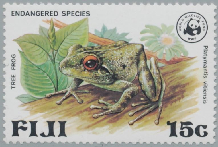 Fiji Tree Frog (Platymantis vitiensis)