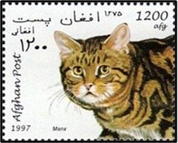 Manx (Felis silvestris catus)