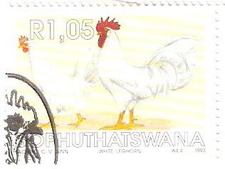 White Leghorn (Gallus gallus domesticus)