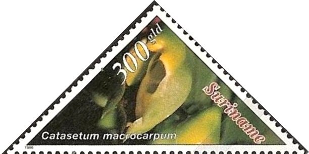 Catasetum Macrocarpum