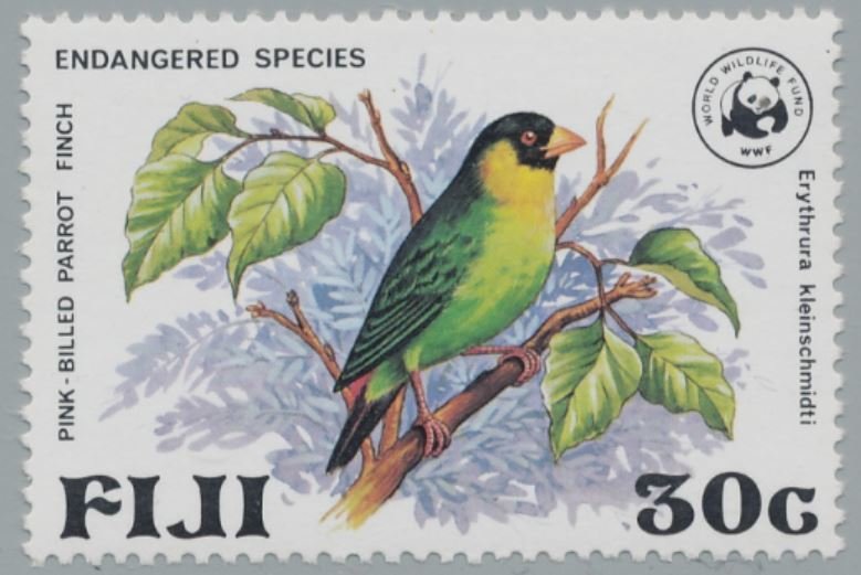 Pink-billed Parrotfinch (Erythrura kleinschmidti)