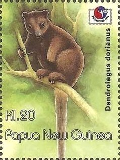 Doria's Tree-kangaroo (Dendrolagus dorianus)