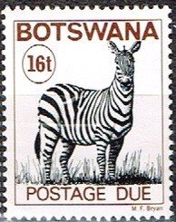 Zebra