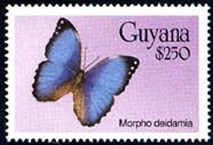 Stamp, Deidamia Morpho (Morpho deidamia), Guyana,  , Butterflies