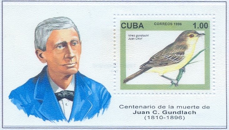Cuban Vireo (Vireo gundlachii)