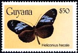 Tiger Longwing (Heliconius hecale)