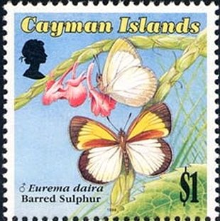 Barred Sulphur (Eurema daira)