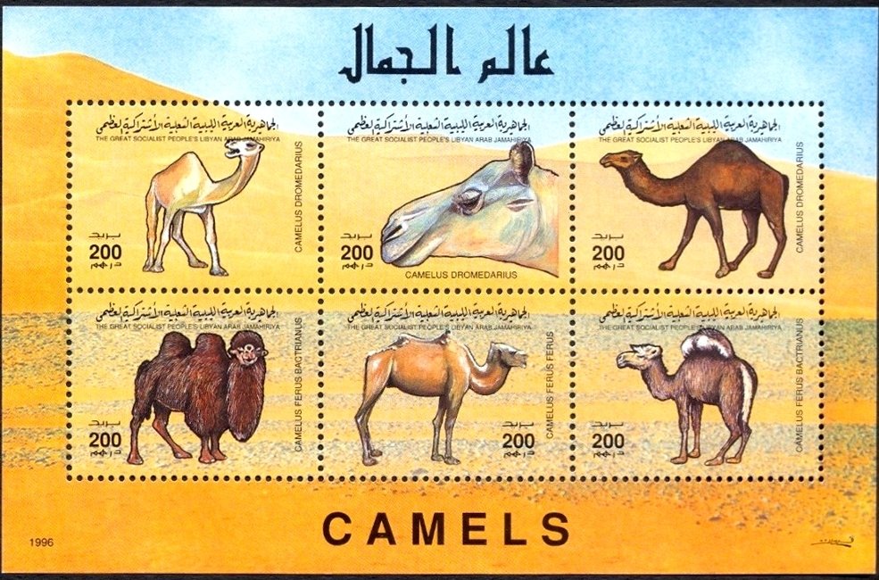 Camels and Dromedary - MiNo. 2367-72