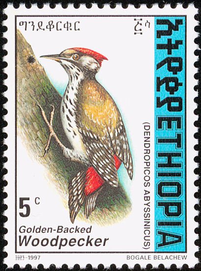 Abyssinian Woodpecker - Dendropicos abyssinicus