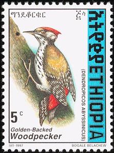 Stamp, Abyssinian Woodpecker - Dendropicos abyssinicus, Ethiopia,  , Birds
