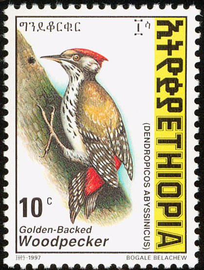 Abyssinian Woodpecker - Dendropicos abyssinicus