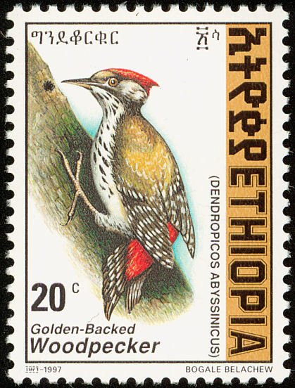 Abyssinian Woodpecker - Dendropicos abyssinicus