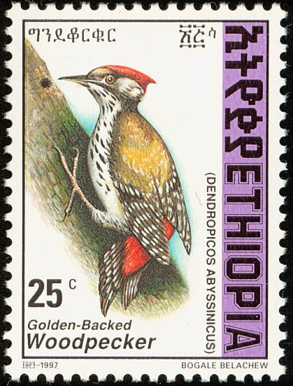 Abyssinian Woodpecker - Dendropicos abyssinicus