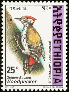 Stamp, Abyssinian Woodpecker - Dendropicos abyssinicus, Ethiopia,  , Birds
