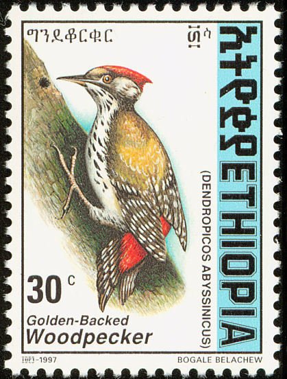 Abyssinian Woodpecker - Dendropicos abyssinicus