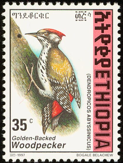 Abyssinian Woodpecker - Dendropicos abyssinicus