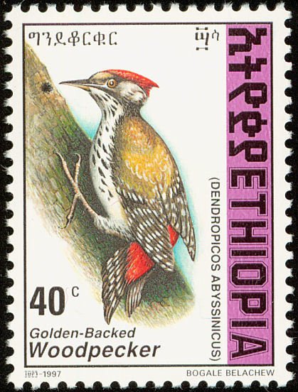 Abyssinian Woodpecker - Dendropicos abyssinicus