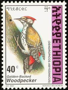 Stamp, Abyssinian Woodpecker - Dendropicos abyssinicus, Ethiopia,  , Birds