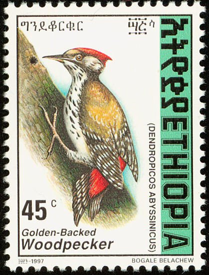 Abyssinian Woodpecker - Dendropicos abyssinicus