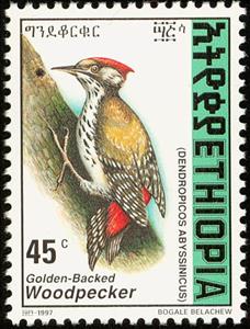 Stamp, Abyssinian Woodpecker - Dendropicos abyssinicus, Ethiopia,  , Birds