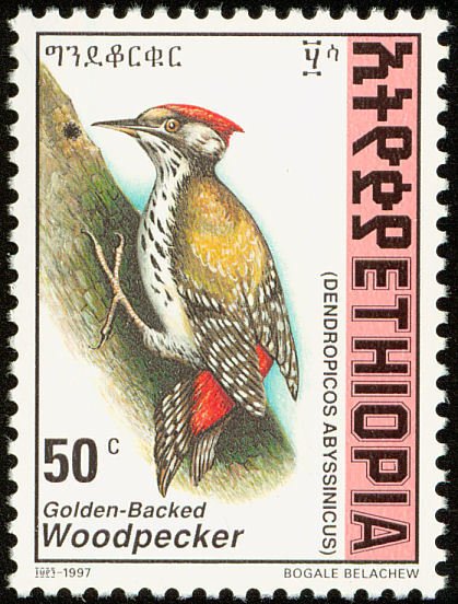 Abyssinian Woodpecker - Dendropicos abyssinicus