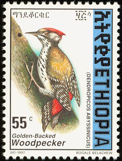 Abyssinian Woodpecker - Dendropicos abyssinicus