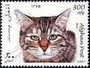 Manx (Felis silvestris catus)