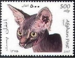 Sphinx Cat (Felis silvestris catus)