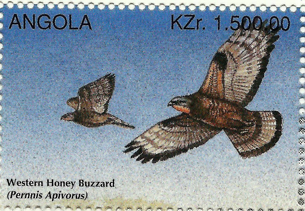 European Honey Buzzard (Pernis apivorus)