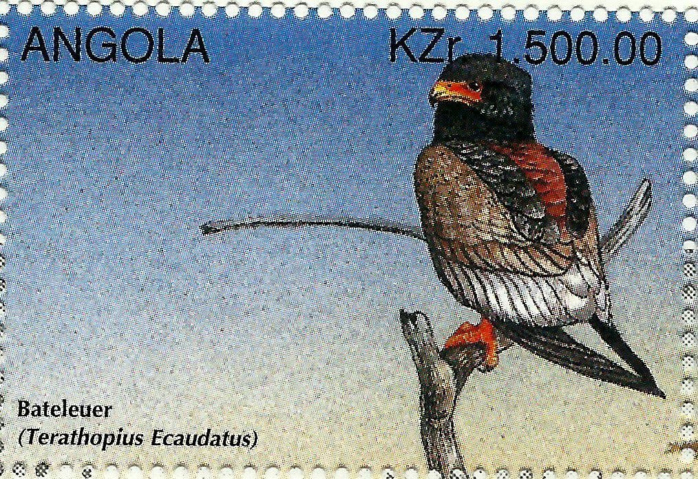Bataleur Eagle (Terathopius ecaudatus)