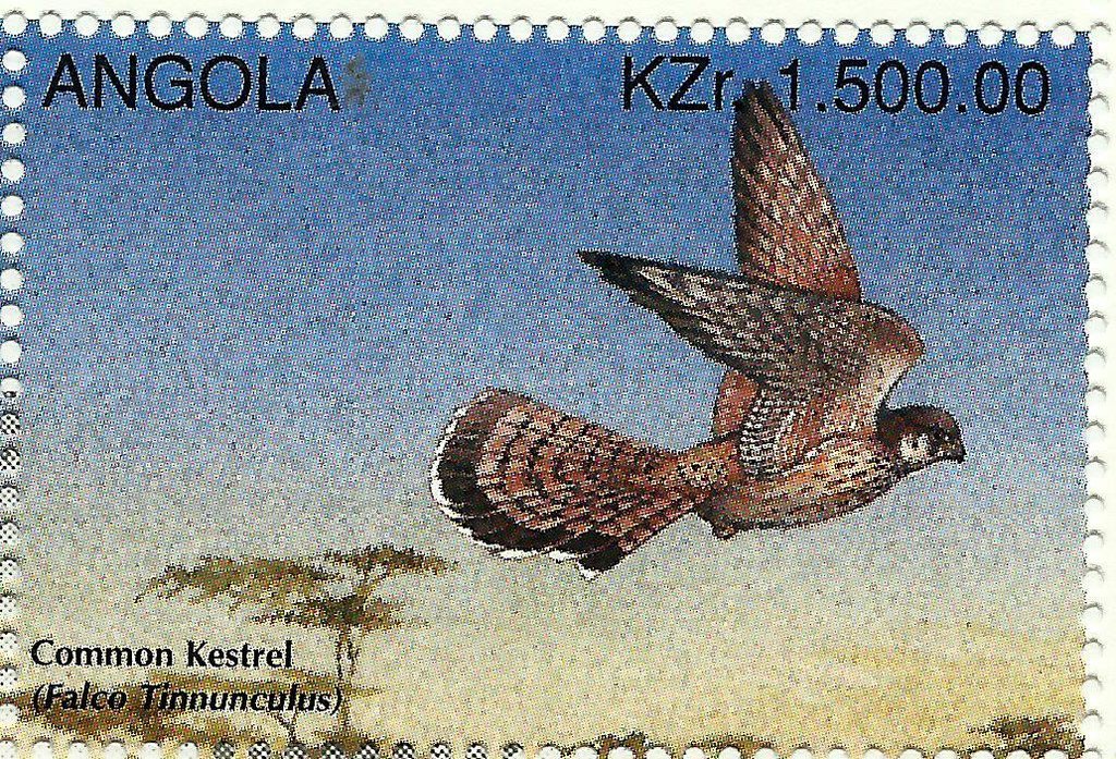 Common Kestrel (Falco tinnunculus)