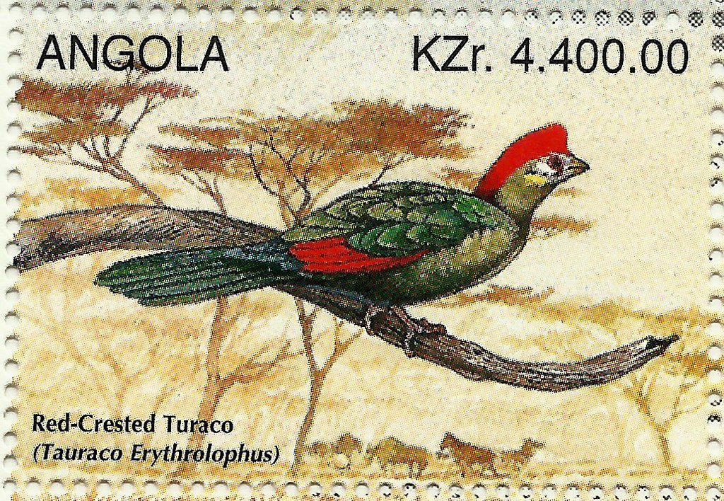 Red-crested Turaco (Tauraco erythrolophus)