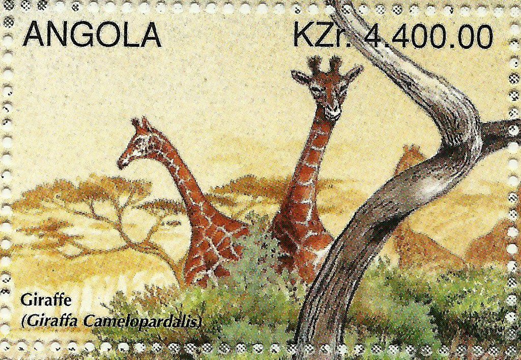Giraffe (Giraffa camelopardalis)