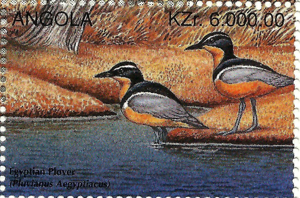 Egyptian Plover (Pluvianus aegyptius)