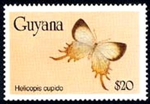 Stamp, Spangled Cupid (Helicopis cupido), Guyana,  , Butterflies