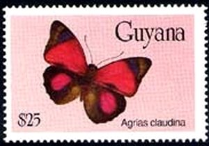 Claudina Agrias (Agrias claudina)