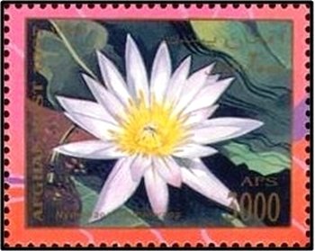 Nymphaea x daubenyana