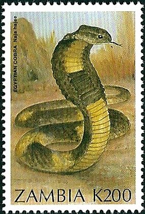 Egyptian Cobra (Naja hajae)
