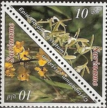 Cyrtopodium Cristatum, Epidendrum Cristatum